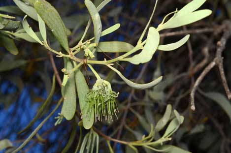 APII jpeg image of Amyema maidenii subsp. angustifolia  © contact APII