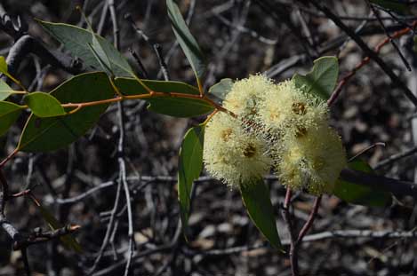 APII jpeg image of Eucalyptus oxymitra  © contact APII