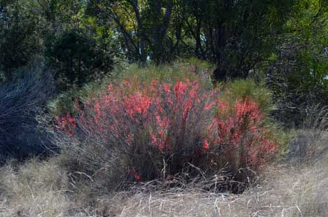 APII jpeg image of Hakea orthorrhyncha  © contact APII