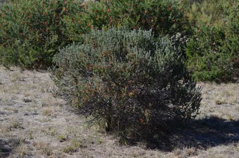 APII jpeg image of Grevillea disjuncta  © contact APII