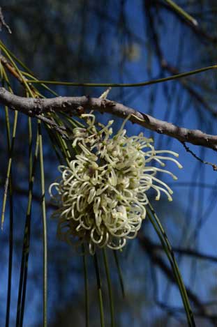 APII jpeg image of Hakea lorea  © contact APII