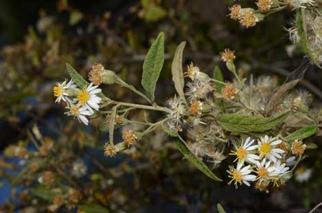 APII jpeg image of Olearia canescens  © contact APII