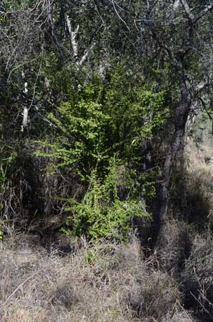 APII jpeg image of Pittosporum spinescens  © contact APII