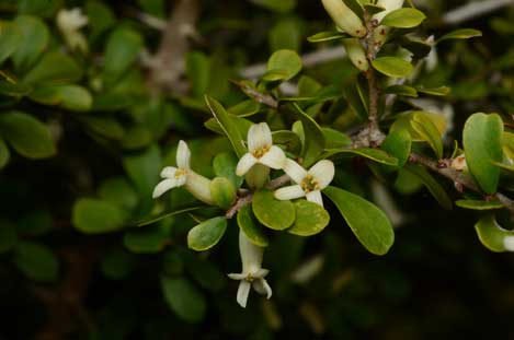 APII jpeg image of Pittosporum spinescens  © contact APII