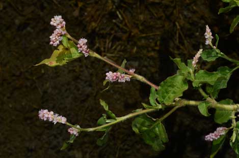 APII jpeg image of Persicaria orientalis  © contact APII