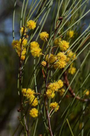 APII jpeg image of Acacia juncifolia  © contact APII