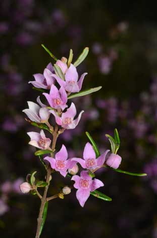 APII jpeg image of Boronia forsteri  © contact APII