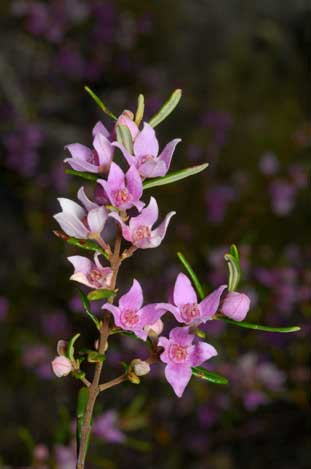 APII jpeg image of Boronia forsteri  © contact APII