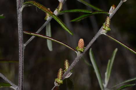 APII jpeg image of Bertya oleifolia  © contact APII