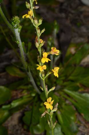 APII jpeg image of Goodenia bellidifolia subsp. argentea  © contact APII