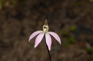 APII jpeg image of Caladenia carnea var. gracillima  © contact APII