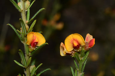 APII jpeg image of Mirbelia aotoides  © contact APII