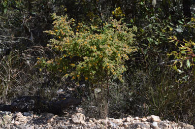 APII jpeg image of Pultenaea spinosa  © contact APII