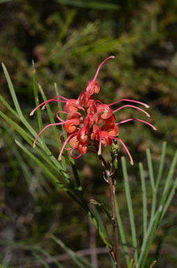 APII jpeg image of Grevillea longistyla  © contact APII