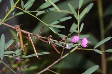 APII jpeg image of Indigofera australis subsp. australis  © contact APII