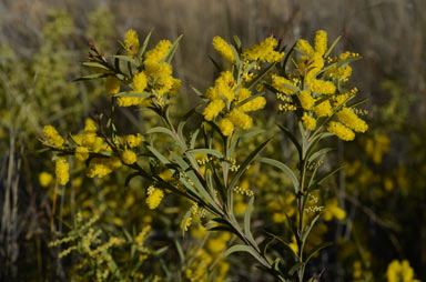 APII jpeg image of Acacia triptera  © contact APII