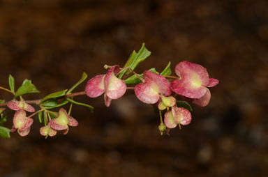 APII jpeg image of Dodonaea peduncularis  © contact APII