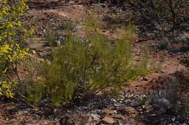 APII jpeg image of Acacia juncifolia  © contact APII