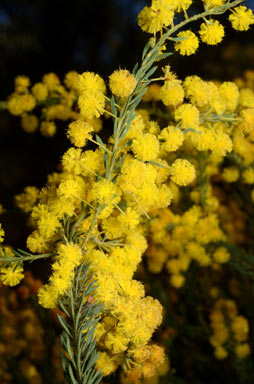 APII jpeg image of Acacia conferta  © contact APII