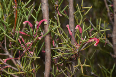 APII jpeg image of Hakea purpurea  © contact APII