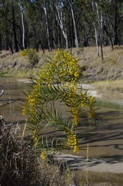 APII jpeg image of Acacia macradenia  © contact APII