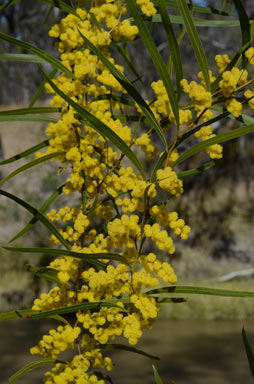 APII jpeg image of Acacia macradenia  © contact APII