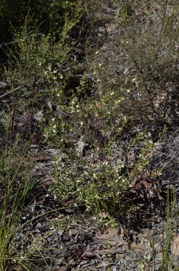 APII jpeg image of Boronia odorata  © contact APII