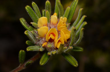 APII jpeg image of Pultenaea petiolaris  © contact APII