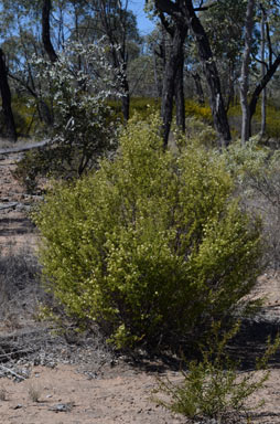 APII jpeg image of Phebalium glandulosum subsp. glandulosum  © contact APII