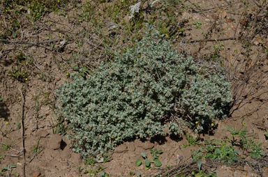 APII jpeg image of Chenopodium desertorum subsp. anidiophyllum  © contact APII