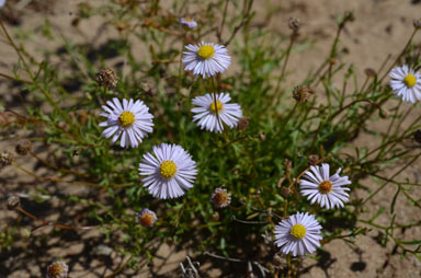 APII jpeg image of Brachyscome trachycarpa  © contact APII