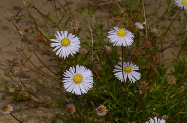 APII jpeg image of Brachyscome trachycarpa  © contact APII