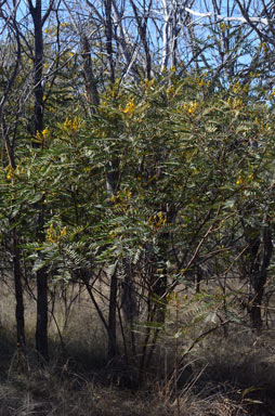 APII jpeg image of Senna pleurocarpa var. longifolia  © contact APII