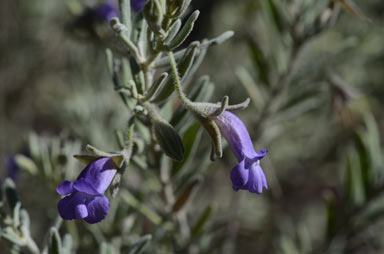 APII jpeg image of Eremophila bowmanii subsp. bowmanii  © contact APII