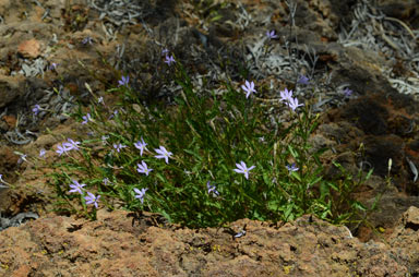 APII jpeg image of Isotoma petraea  © contact APII