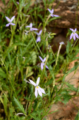 APII jpeg image of Isotoma petraea  © contact APII