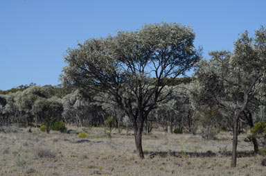 APII jpeg image of Acacia harpophylla  © contact APII