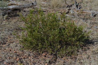 APII jpeg image of Eremophila glabra  © contact APII