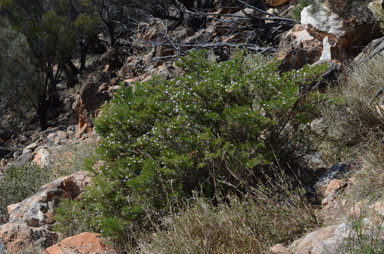 APII jpeg image of Eremophila linsmithii  © contact APII