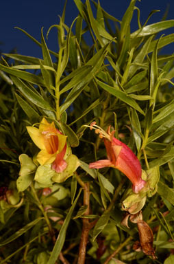 APII jpeg image of Eremophila duttonii  © contact APII