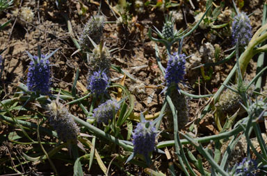 APII jpeg image of Eryngium plantagineum  © contact APII