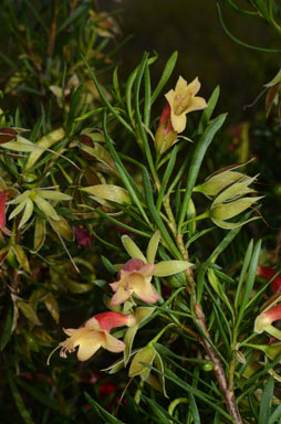 APII jpeg image of Eremophila latrobei subsp. glabra  © contact APII