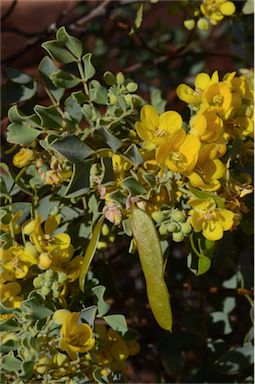 APII jpeg image of Senna artemisioides subsp. oligophylla  © contact APII