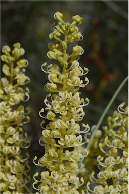 APII jpeg image of Grevillea stenobotrya  © contact APII