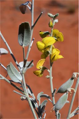 APII jpeg image of Crotalaria eremaea subsp. eremaea  © contact APII