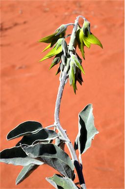 APII jpeg image of Crotalaria cunninghamii  © contact APII