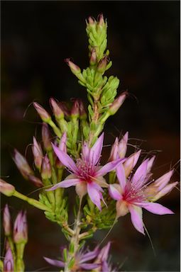 APII jpeg image of Calytrix carinata  © contact APII