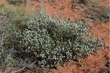 APII jpeg image of Newcastelia cephalantha  © contact APII