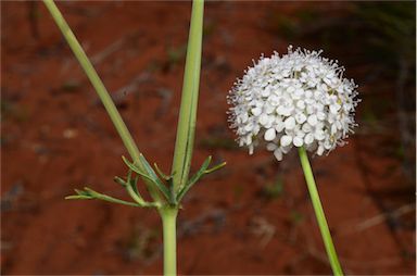 APII jpeg image of Trachymene glaucifolia  © contact APII