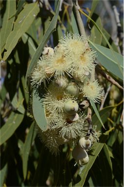 APII jpeg image of Corymbia terminalis  © contact APII